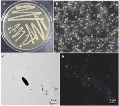Identification and characterization of Brevibacillus halotolerans B-4359: a potential antagonistic bacterium against red pepper anthracnose in Korea